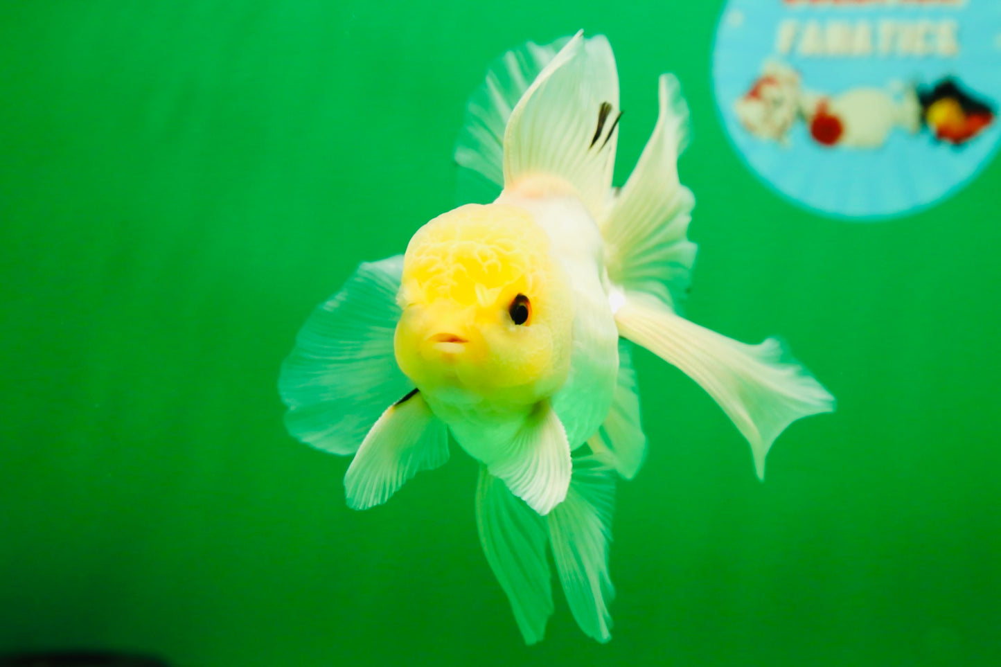[SINGLE] White Male Oranda 5 inches #080125SO_05