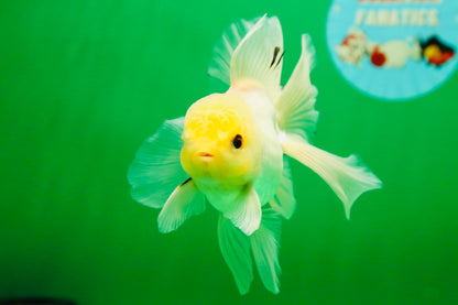 [SINGLE] White Male Oranda 5 inches #080125SO_05