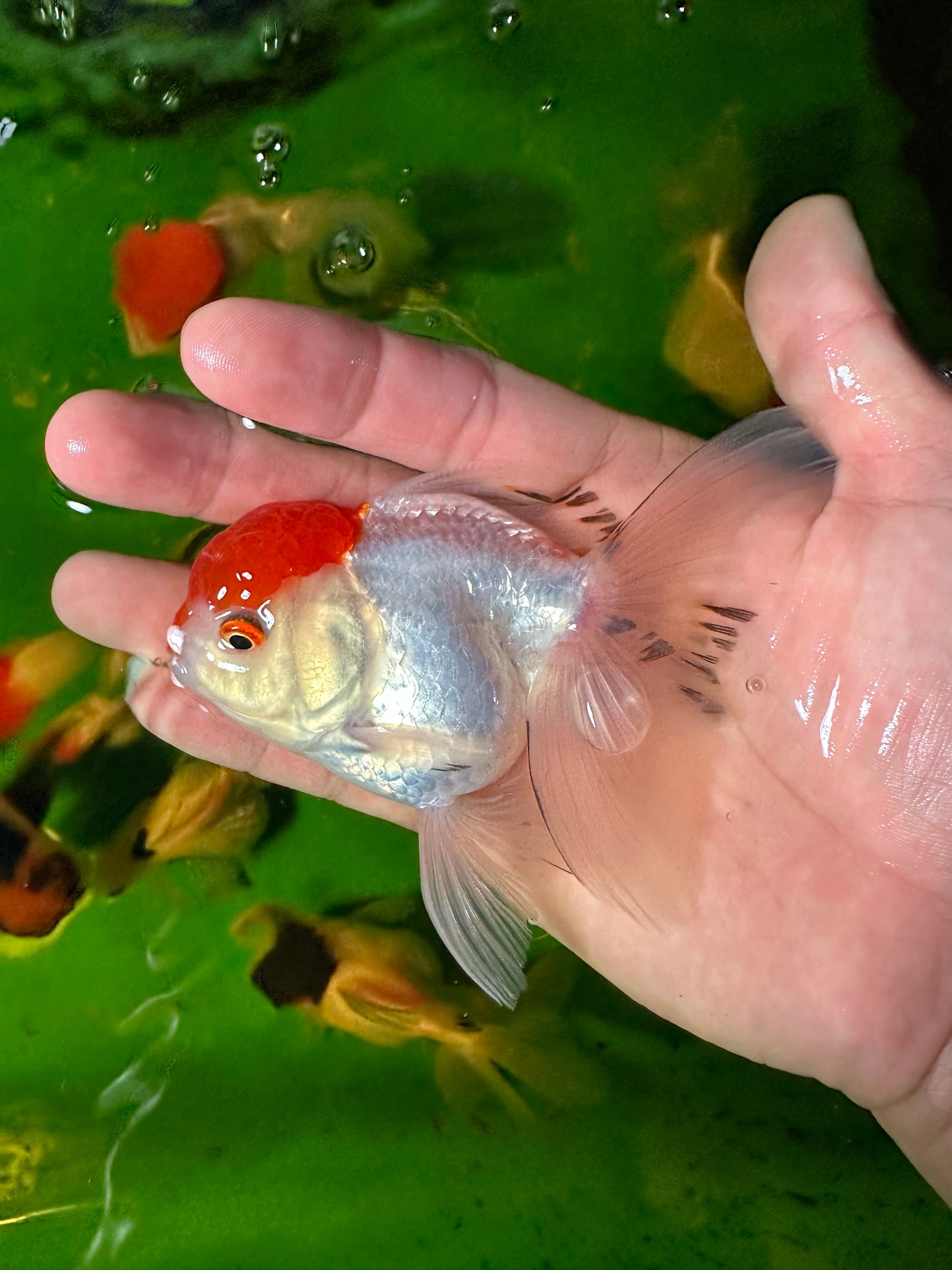 [QUAD] - Red Cap (2) Male & (2) Female 4-inches Oranda #110824SO_13