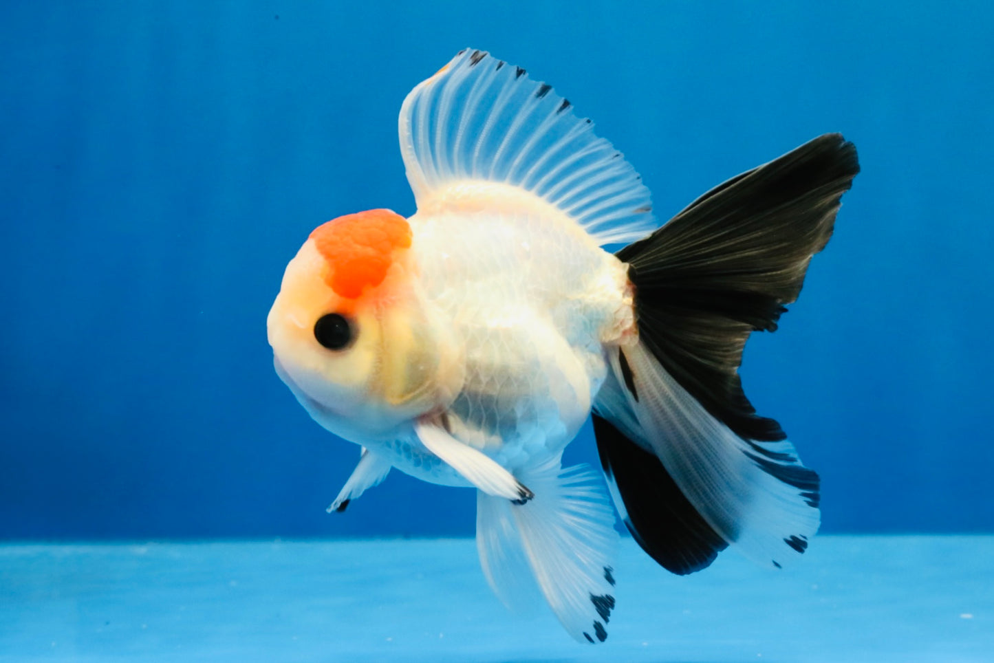 [SINGLE] Tricolor Button Eyes Oranda Male 4-4.5 inches #030626SO_04