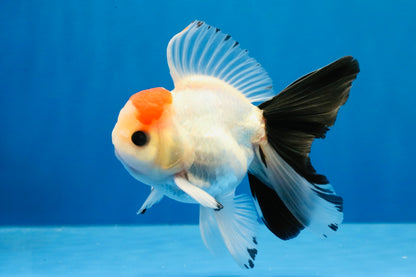 [SINGLE] Tricolor Button Eyes Oranda Male 4-4.5 inches #030626SO_04