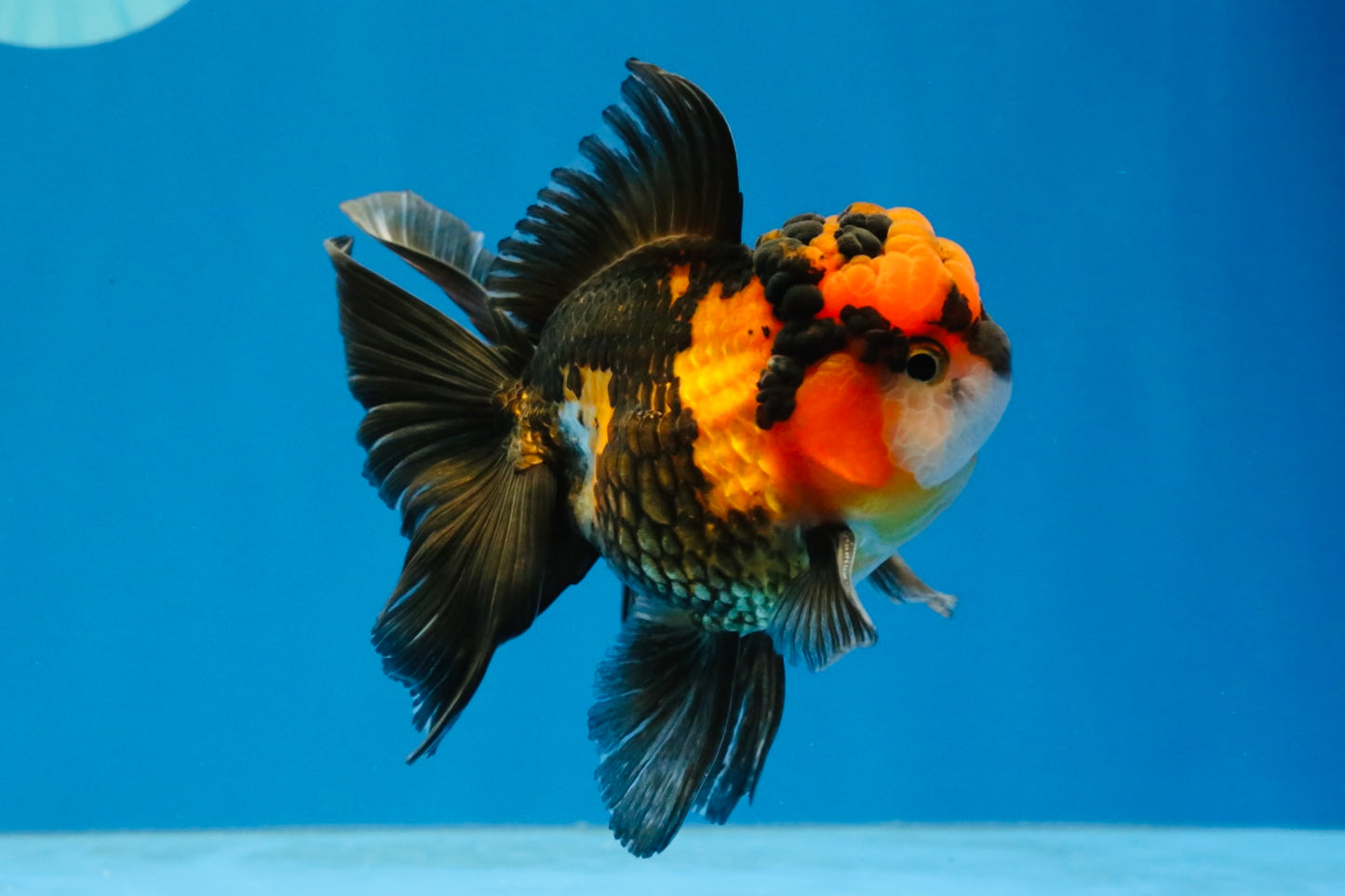 [SINGLE] Tricolor Oranda Male 4.5 inches #040326SO_09
