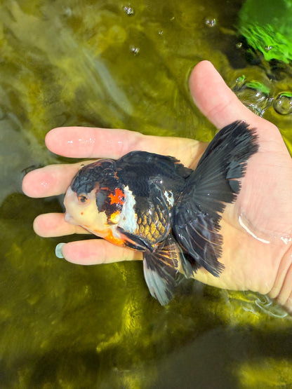 [SINGLE] Tricolor Oranda Male 4.5 inches #022726SO_01