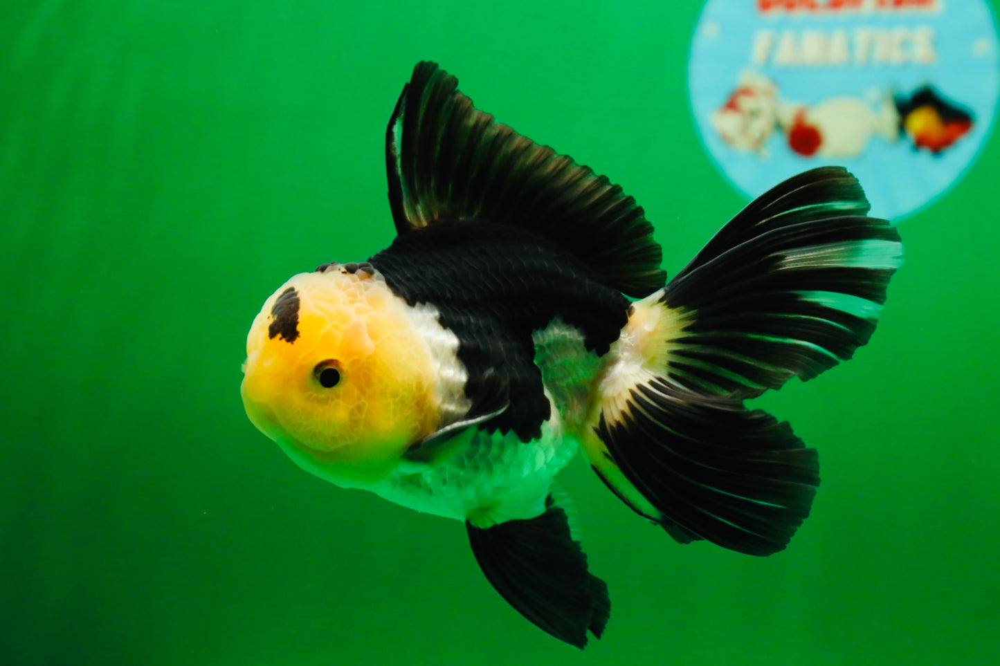 [SINGLE] Panda Oranda Male 4.5 inches #081525SO_03