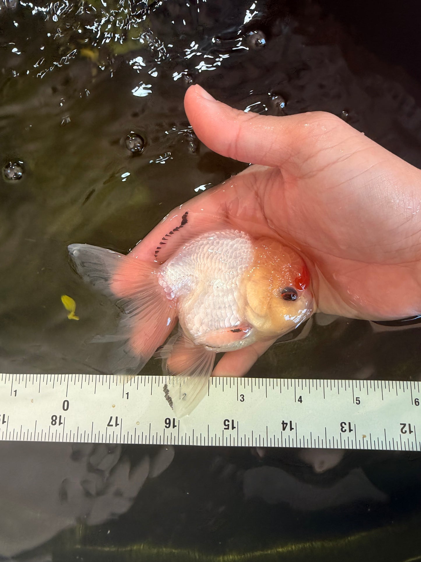 [SINGLE] Red White Oranda Male 4-4.5 inches #041026SO_10