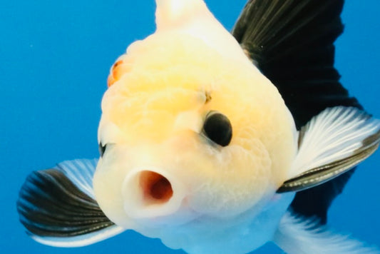 [SINGLE] Panda Button Eyes Oranda Male 4-4.5 inches #031326SO_08