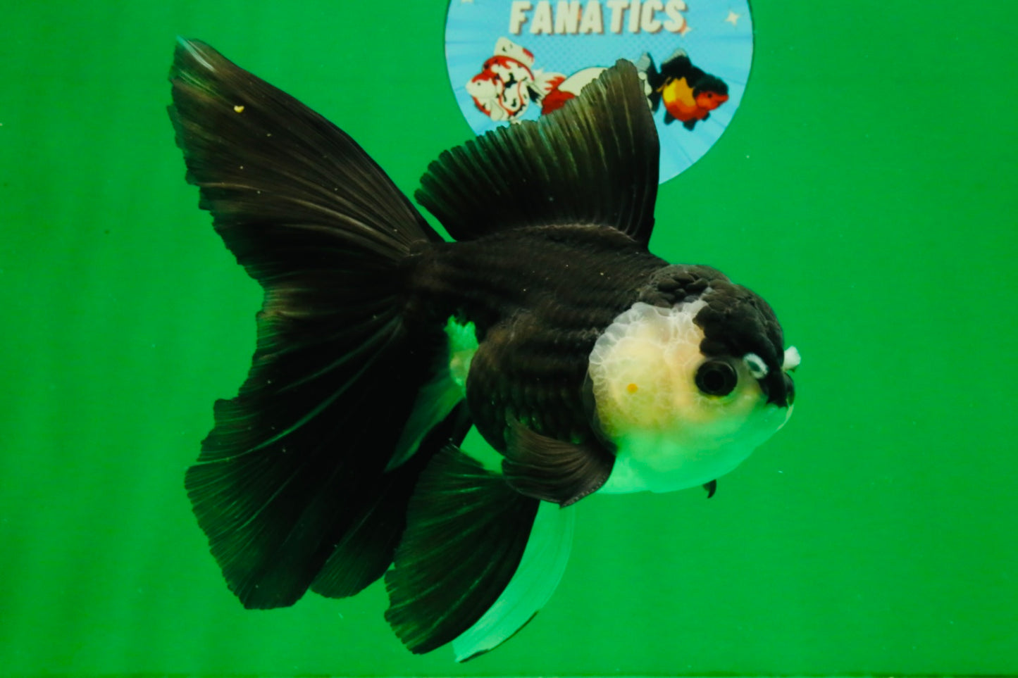 [SINGLE] Panda Oranda Male 5.5-6  inches #121925SO_02