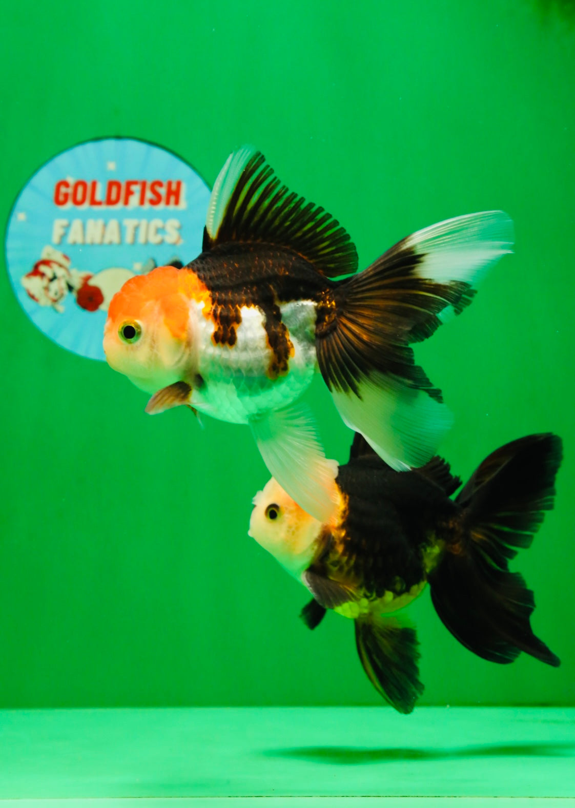 [COUPLE] White Head Male & Red Head Tricolor Female 4-4.5 inches #091925CO_05