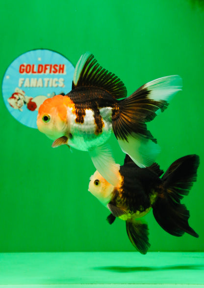 [COUPLE] White Head Male & Red Head Tricolor Female 4-4.5 inches #091925CO_05