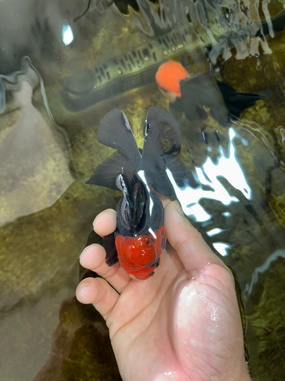 [SINGLE] Tricolor Oranda Male 4-4.5 inches #080825SO_11