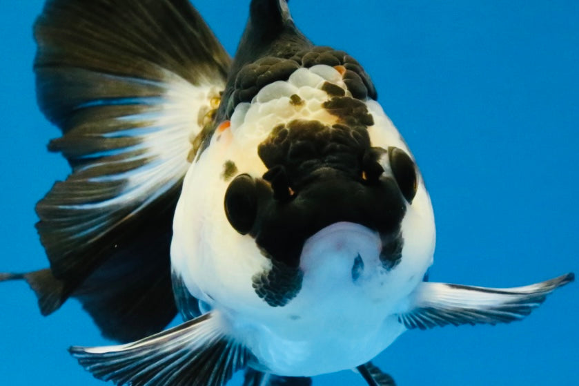 [SINGLE] Panda Oranda Female 4-4.5 inches #041026SO_03