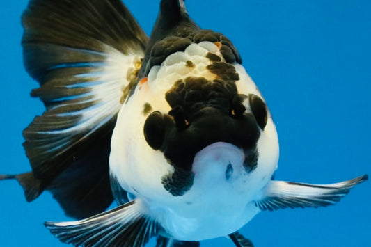 [SINGLE] Panda Oranda Female 4-4.5 inches #041026SO_03