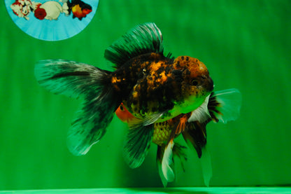[COUPLE] Tricolor Male & Tiger Female 4.5 inches #091925CO_03