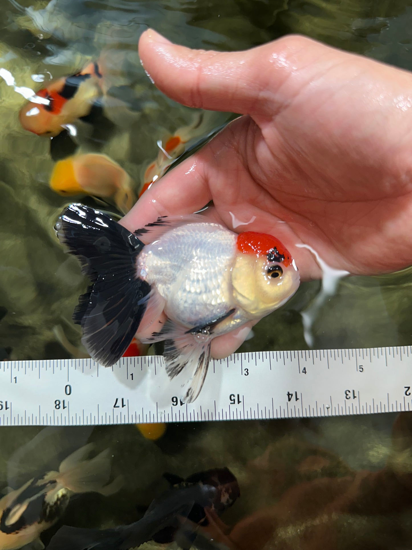 [COUPLE] Red Head Male & Tricolor Button Eyes Female Oranda 4 inches #052325CO_07