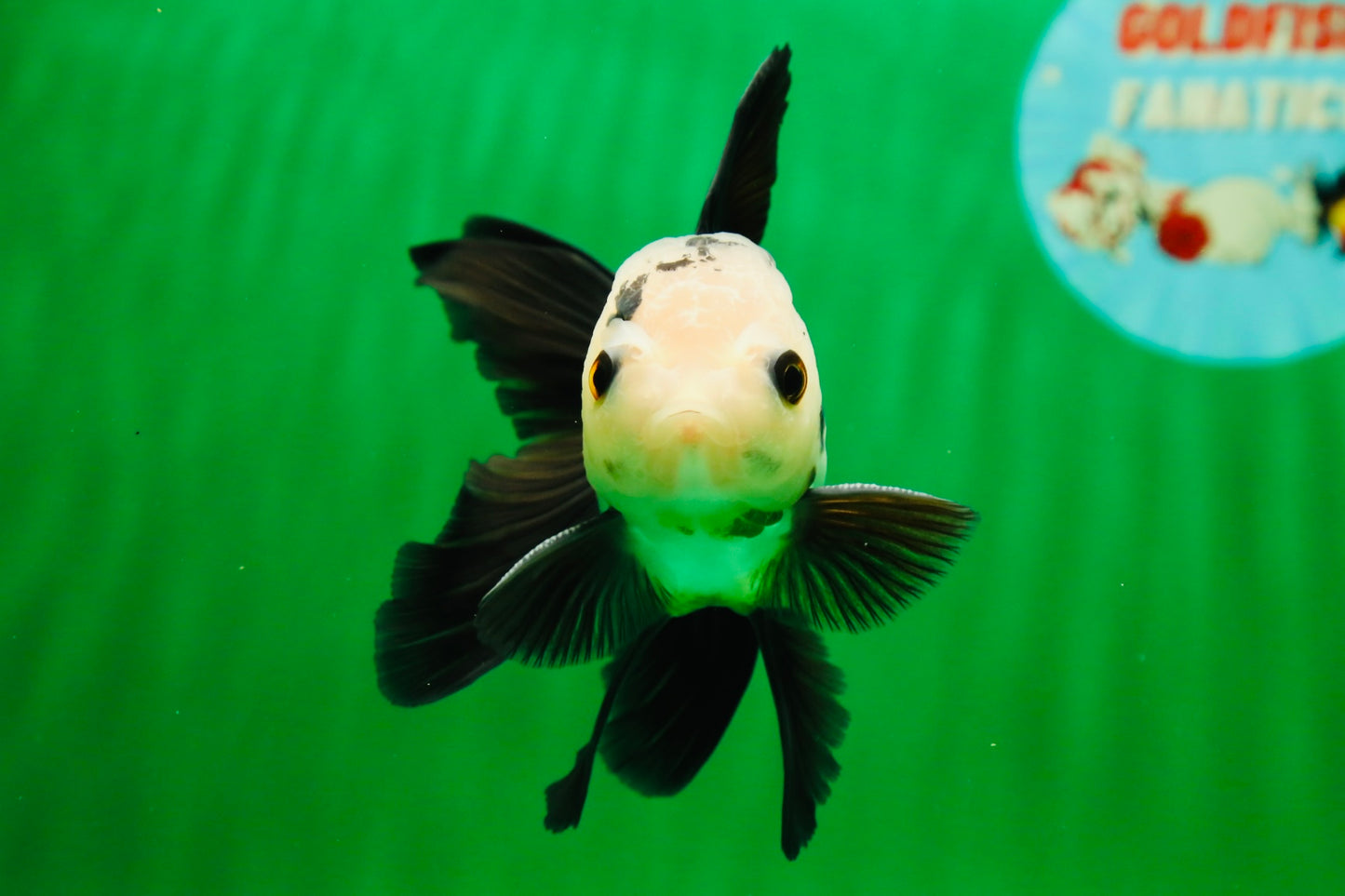 [SINGLE] Panda Button Eyes Oranda Male 4-4.5 inches #122024SR_03