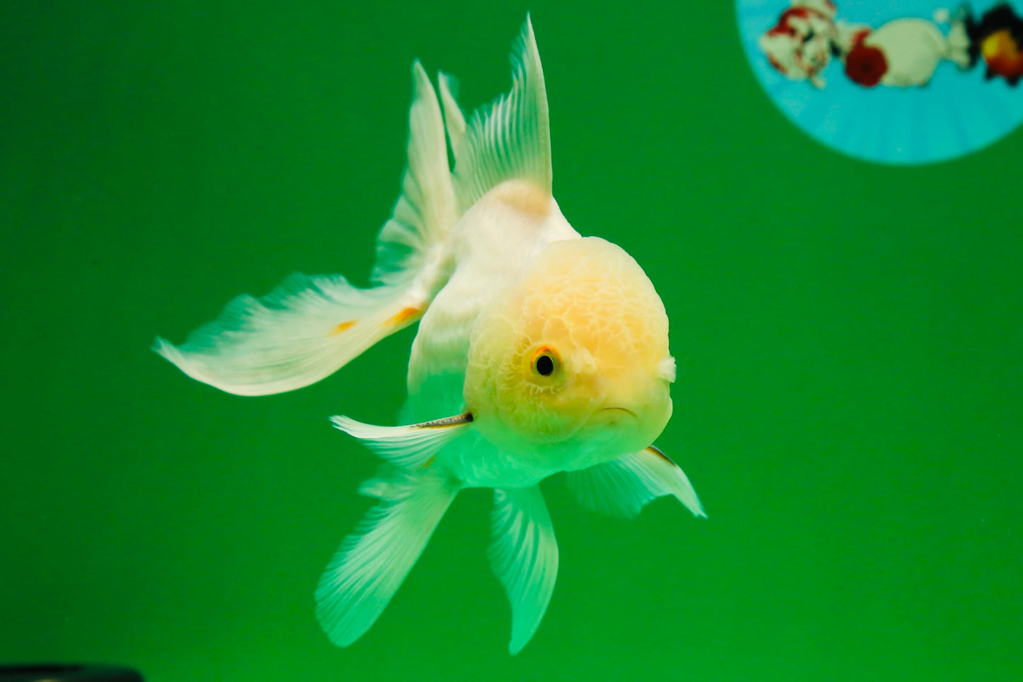 [SINGLE] White Oranda Male 5 inches #011725SO_01