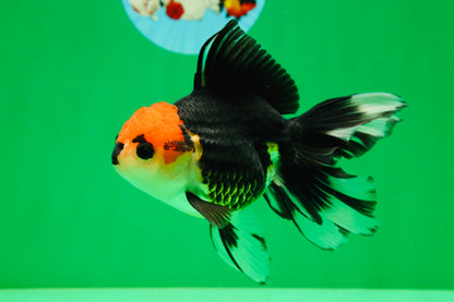 [SINGLE] Tricolor Button Eyes Oranda Female 5 inches #081525SO_12