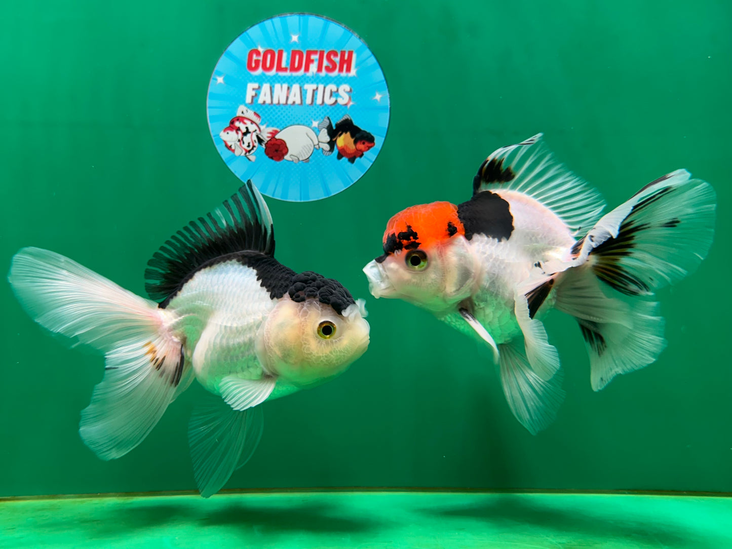 [COUPLE] Tricolor Male & Panda Female Oranda 4.5-5 inches #052325CO_09