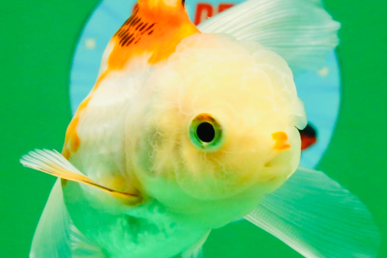 [SINGLE] Orange White Oranda Female 4-4.5 inches #111425SO_06
