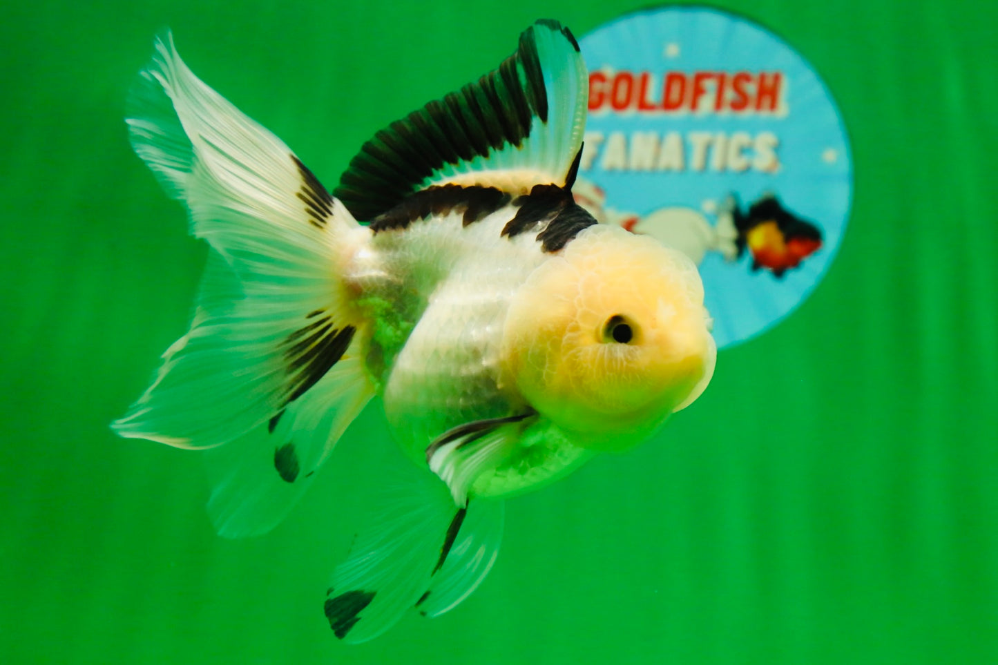 [SINGLE] Panda Oranda Female 4.5-5  inches #080825SO_02