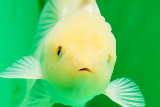 [SINGLE] White Oranda Female 5 inches #081525SO_10
