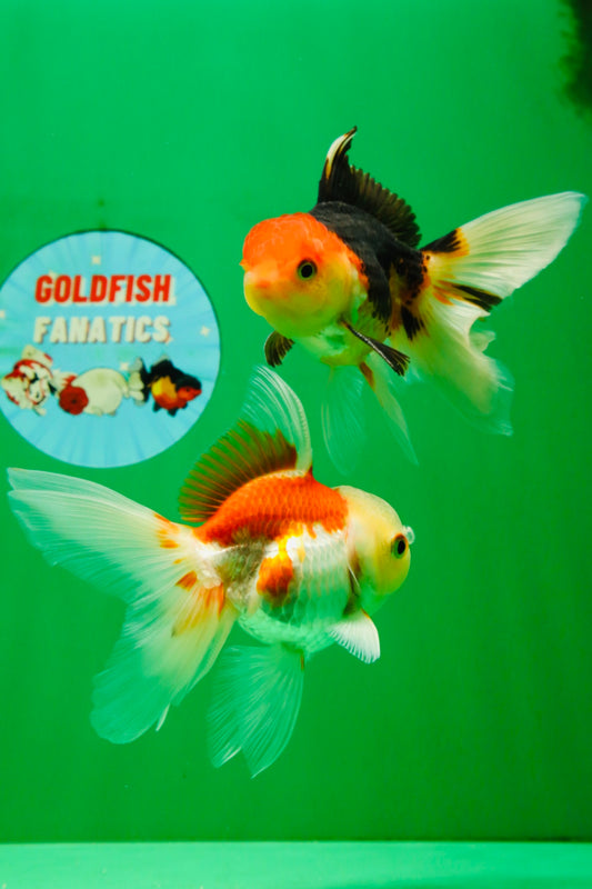 [COUPLE] Tricolor Male & Red White Female Oranda 4-4.5 inches #101025CO_03