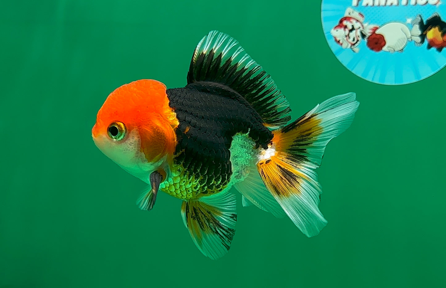 [SINGLE] Tricolor Oranda Male 4-4.5 inches #062725SO_11