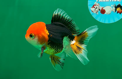 [SINGLE] Tricolor Oranda Male 4-4.5 inches #062725SO_11