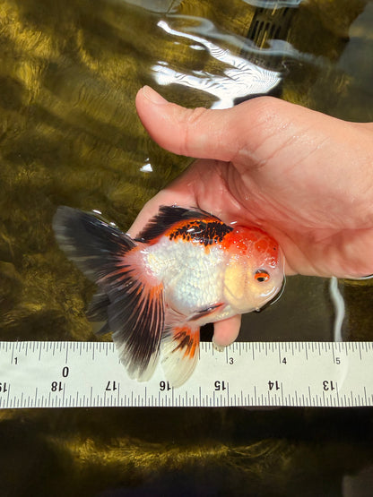 [SINGLE] Tricolor Oranda Male 4-4.5 inches #032026SO_06