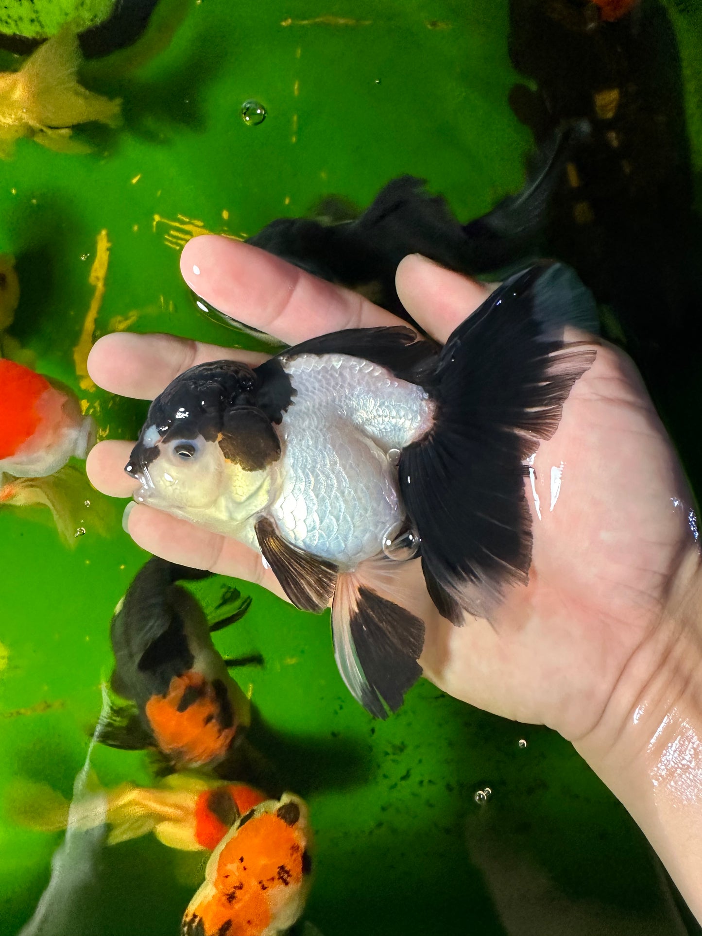 [COUPLE] - Red Head Tricolor & Panda Oranda 4-4.5 inches #110824CO_18