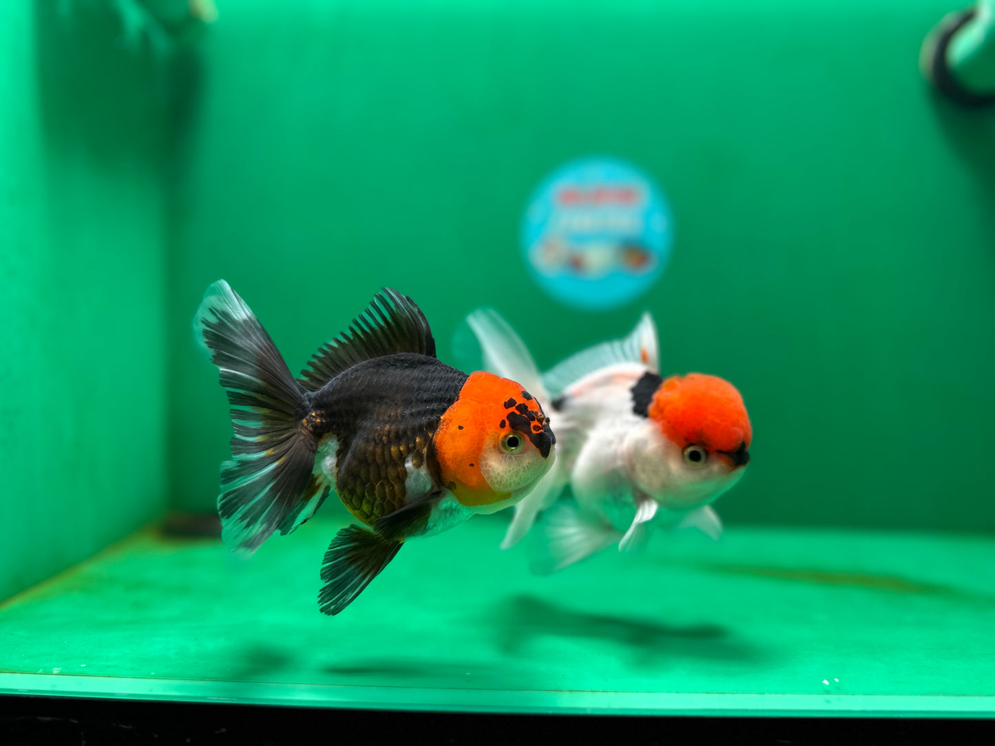 [COUPLE] Red Head Male & Tricolor Female Oranda 4.5 inches #051625CO_10
