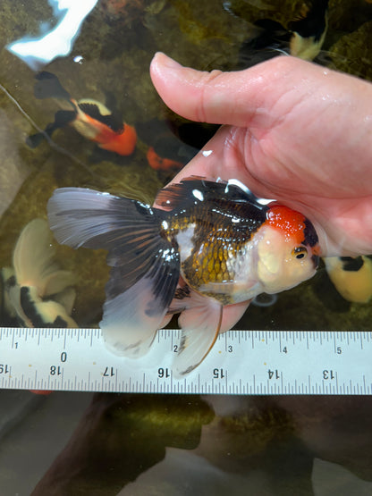 [SINGLE] Tricolor Oranda Female 4.5 inches #080825SO_01