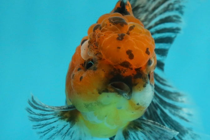 [SINGLE] Tiger Oranda Male 4.5 inches #112924SO_15