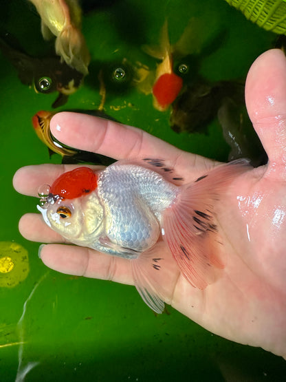 [COUPLE] - Red Cap Oranda 4 inches #110824CO_20