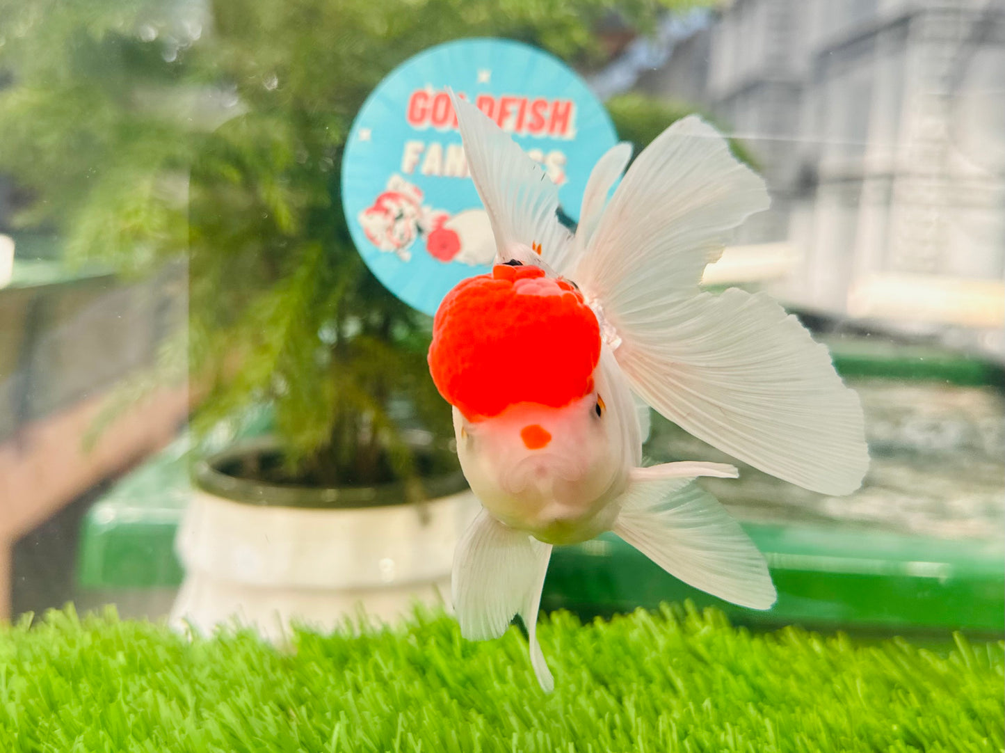 [SINGLE] Red Cap Oranda Male size 4-4.5 inches #112224SO_13