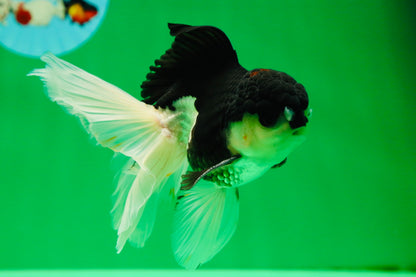 [SINGLE] Panda Oranda Male 5 inches #090525SO_05