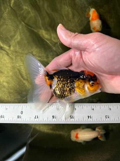 [COUPLE] Tricolor Female & White Male Oranda 4-4.5 inches #050225CO_06