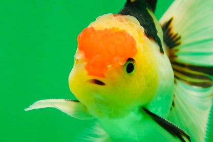[SINGLE] Tricolor Oranda Male 4.5 inches #082225SO_03