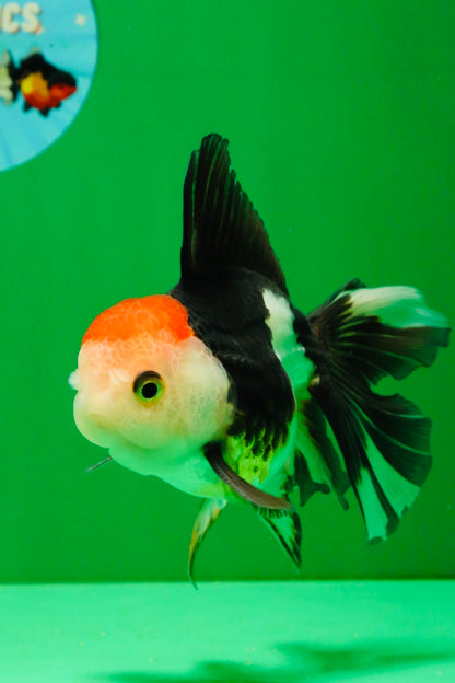 [COUPLE] Tricolor Male & Panda Female Oranda 4.5 inches #101025CO_02