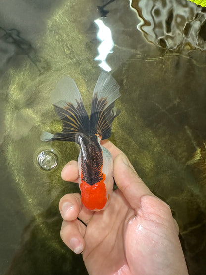 [SINGLE] Tricolor Female Oranda 4.5 inches #080125SO_01