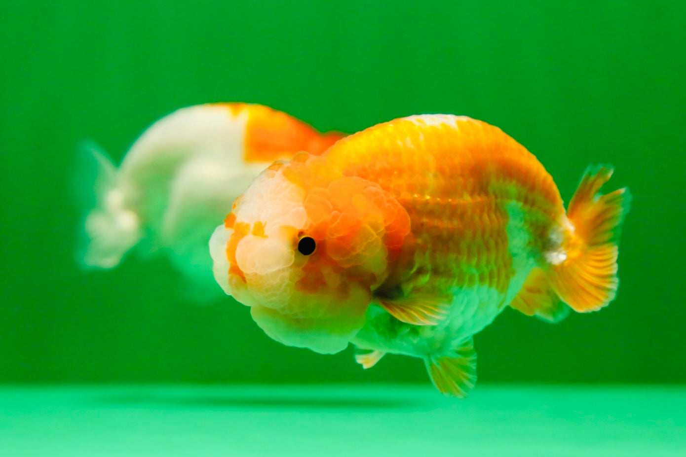 [COUPLE] Red White Lionchu Gender : Unknown 3 inches #041125_10