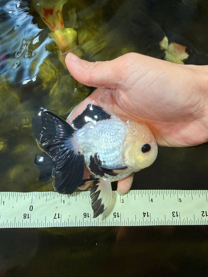 [SINGLE] Panda Oranda Male 4-4.5 inches #040326SO_04