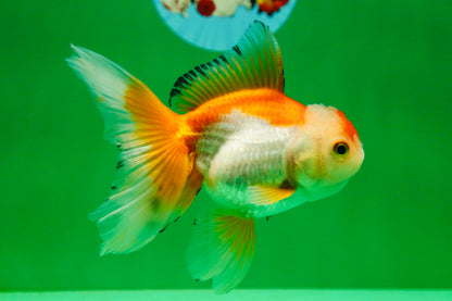 [SINGLE] Orange White Oranda Female 5 inches #081525SO_08