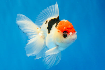[SINGLE] Tricolor Oranda Male 4.5 inches #022726SO_02