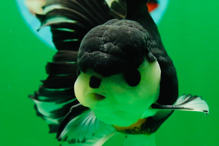 [SINGLE] Panda Button Eyes Oranda Male 4.5 inches #080825SO_06