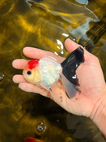 [SINGLE] Tricolor Button Eyes Oranda Male 4-4.5 inches #030626SO_04