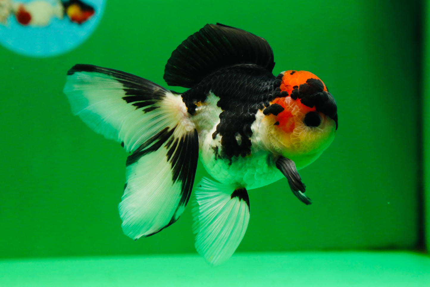 [SINGLE] Tricolor Oranda Male 4.5-5 inches #082225SO_09