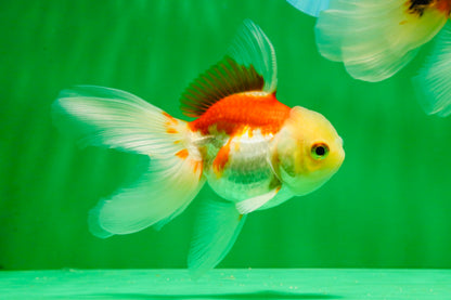 [COUPLE] Tricolor Male & Red White Female Oranda 4-4.5 inches #101025CO_03