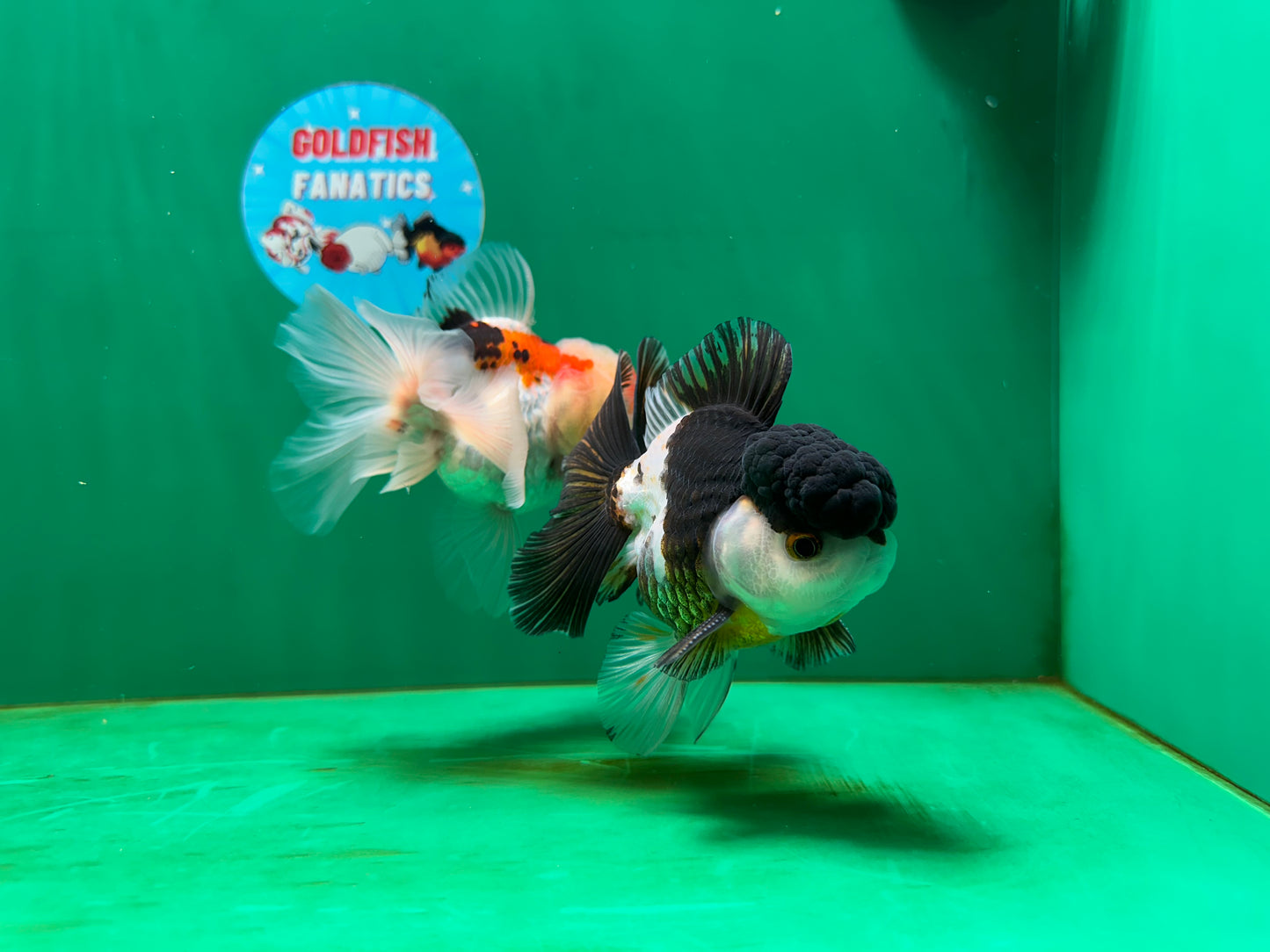[COUPLE] Panda & Tricolor Male Oranda 4-4.5 inches #052325CO_04