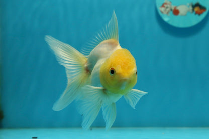 [SINGLE] Lemonhead Oranda Male 4-4.5 inches #112924SO_09